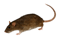 Kaz_Creations Rat Mouse - 無料png