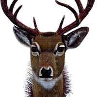 kikkapink winter deer animal - ingyenes png
