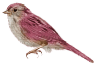 oiseau rose - gratis png