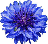 cvijeće - 免费动画 GIF