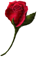 heartbeat red rose - Darmowy animowany GIF