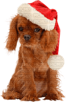 Christmas. Dog. Winter. Leila - nemokama png
