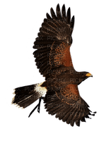 lintu, bird - PNG gratuit