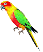 Parrot.Red.Yellow.Green - Free PNG