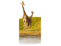 Giraffe bp - zdarma png