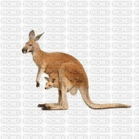 kangourou - kostenlos png