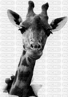 aze girafe noir black blanc White - Animovaný GIF zadarmo