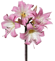 fleur, Pelageya - zdarma png
