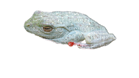white frog - ilmainen png