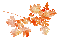 soave deco branch leaves animated autumn orange - GIF animado grátis