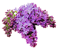 flores de colores ,adolgian - gratis png