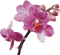 орхидея - δωρεάν png