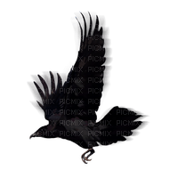 Raven - безплатен png