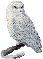 owl katrin - Zdarma animovaný GIF