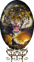 tigre royal - Ilmainen animoitu GIF