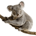 Kaz_Creations Animals Koala Bear - bezmaksas png
