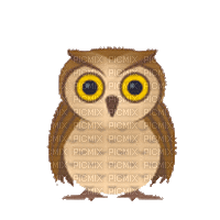 autumn owl gif 🍁🦉automne hibou