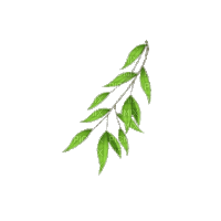 веточка зелени - Ücretsiz animasyonlu GIF