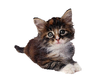 gato gif,cats-l - Бесплатный анимированный гифка