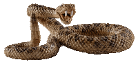 Kaz_Creations Snake - Darmowy animowany GIF