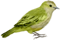 Kaz_Creations Deco Scrap Colours Birds Bird Green - PNG gratuit