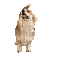 Dog.Chien.Perro.gif.Victoriabea - Darmowy animowany GIF