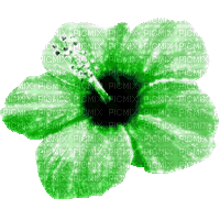Animated.Flower.Green - By KittyKatLuv65 - Nemokamas animacinis gif
