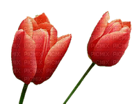 tulipanes - PNG gratuit