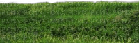 Gras - kostenlos png