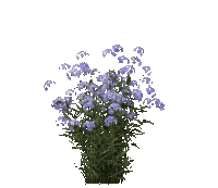 Flowers.Fleurs.garden.purple.gif.Victoriabe - GIF animé gratuit