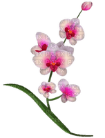 orchids - ücretsiz png