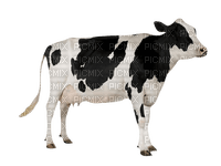 cow per request - ücretsiz png