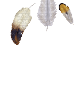 feather - 免费动画 GIF