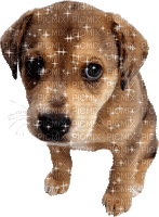 Kaz_Creations Animated Sparkles Dog - GIF animado gratis