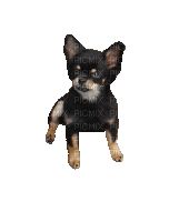 Chihuahua - Бесплатный анимированный гифка