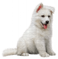 hund----dog - png grátis