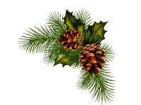 pinecones Bb2 - PNG gratuit