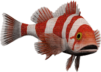 Fische - Zdarma animovaný GIF