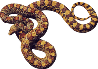 Kaz_Creations Snake - 免费PNG