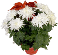 Bloemen en planten - gratis png