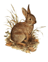 Hase, Blätter, Gras - Free PNG