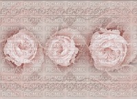 bg--rosa pink-blommor--roses - 無料png