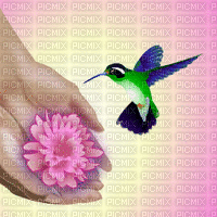 riham oiseau - GIF animado grátis