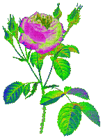 роза неон - Δωρεάν κινούμενο GIF