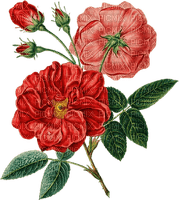 kikkapink deco flowers pink red rose roses vintage - ilmainen png