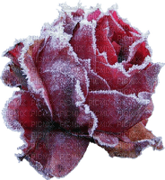 Róża zima - zdarma png