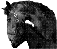 cecily-chevaux noirs - png gratis
