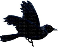 corbeau - PNG gratuit