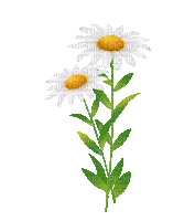 Цветок - Бесплатный анимированный гифка