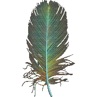 Color Feather - Nemokamas animacinis gif